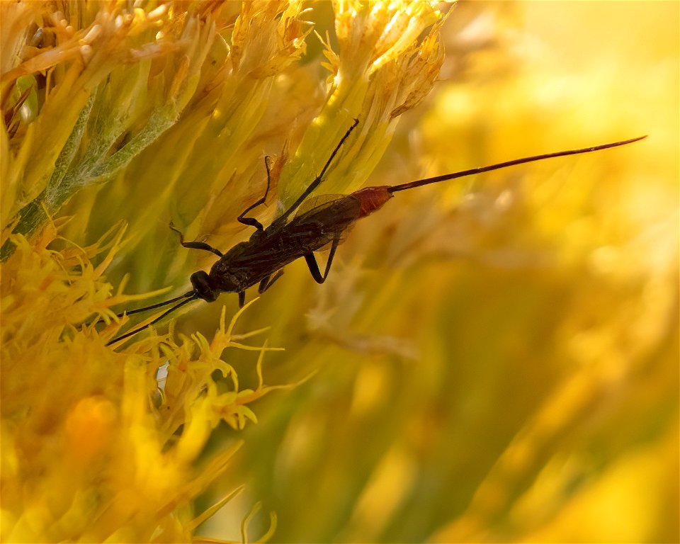 Ichneumonid and Braconid Wasps
