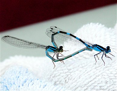 <3 Dragonflies