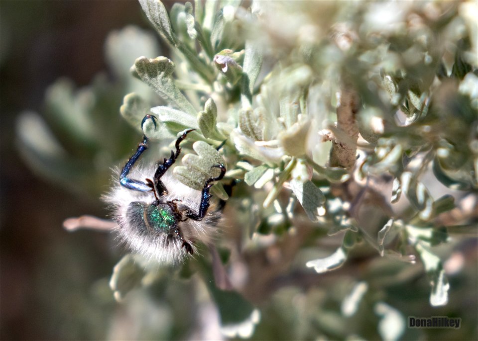 Hairy Bear Scarab Beetle