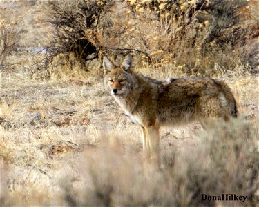 Coyote-10dec2020-Hwy-318-