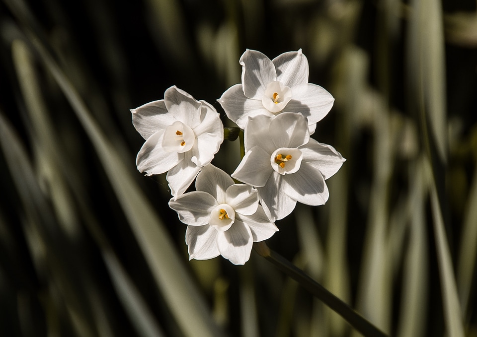 Blooms bulbs garden