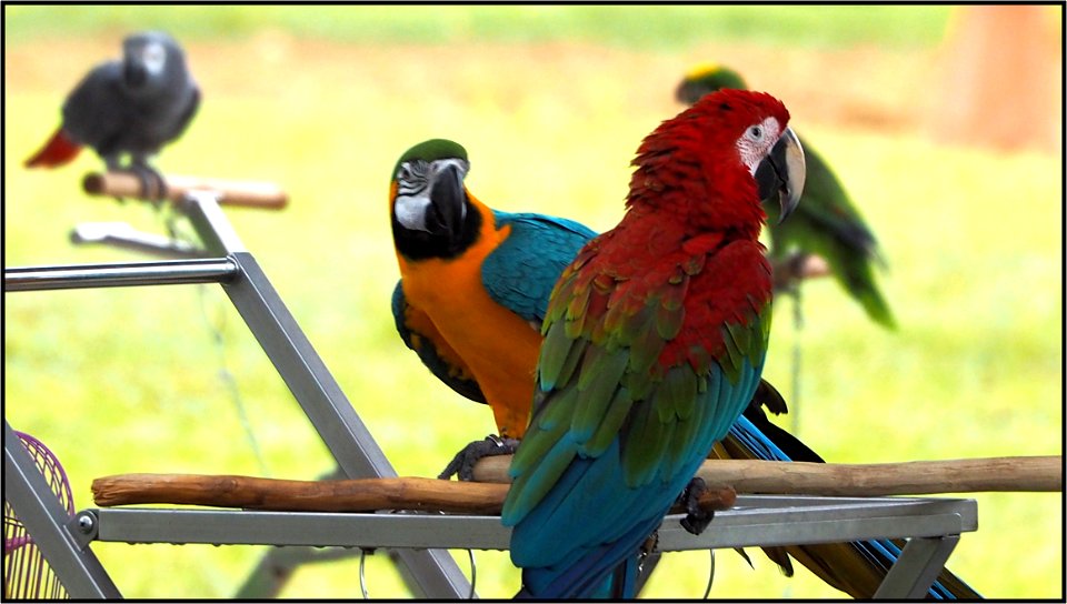 Parrots sunbathing photo