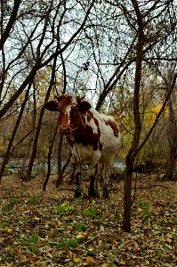 cows walk through the autumn forest