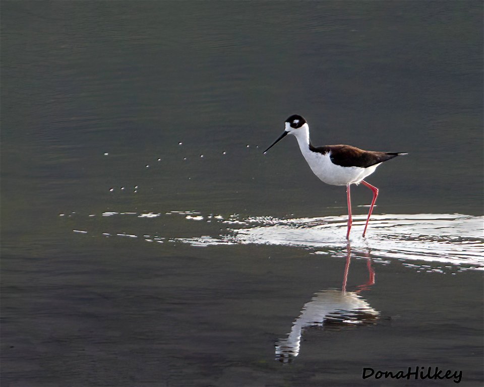 Black-necked Stilt