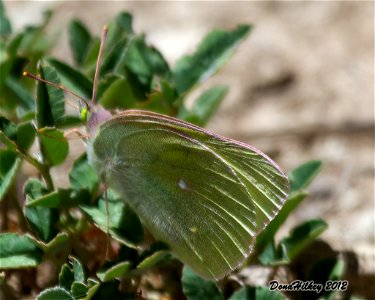 Queen Alexandra’s Sulphur