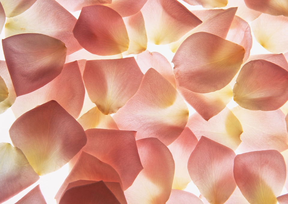 colorful flower petals close-up