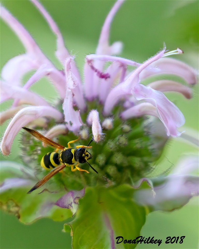 Genus Ancistrocerus