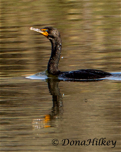 Double-crested Comorant