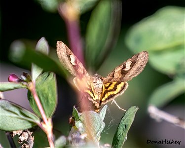 Shadowy-Arches-(Draturia-adumbrata)-2--8june2004-AdamsLodge