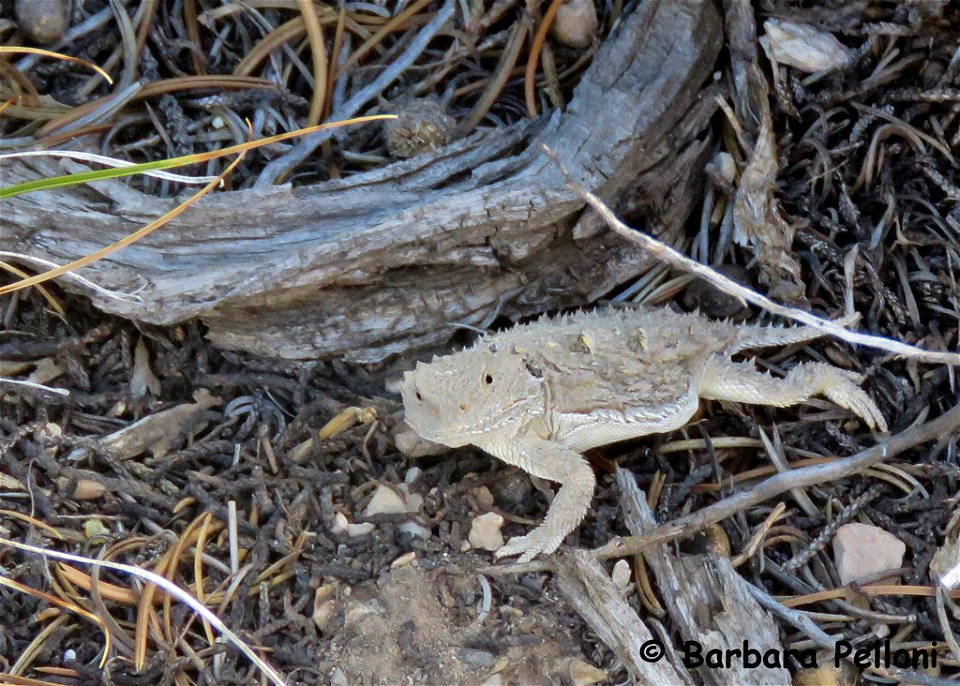 Greater-Short-horned-Lizard-PED