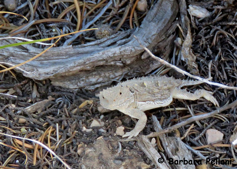 Greater-Short-horned-Lizard-PED photo