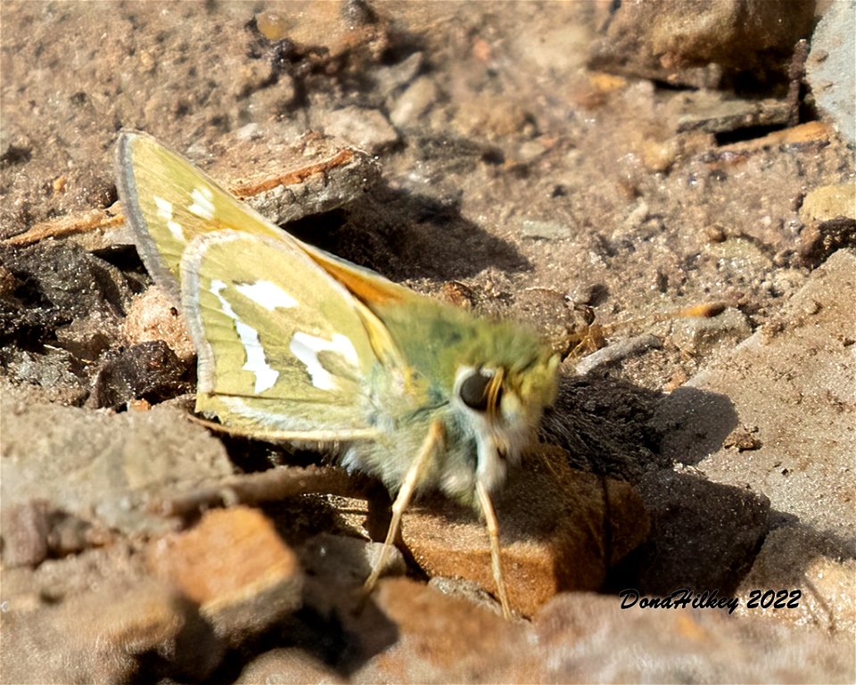 Western Branded Skipper