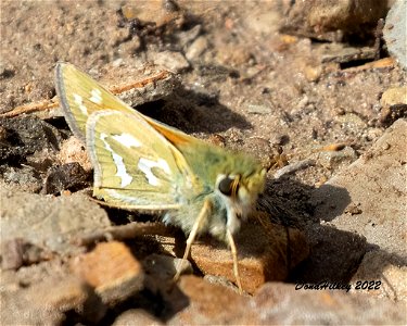 Western Branded Skipper photo