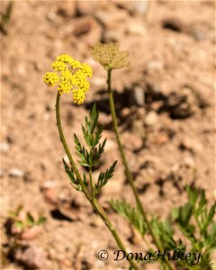 Mountain Parsley, Pseudocymopterus montanus
