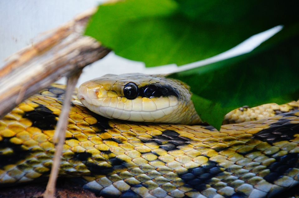Head black yellow zoo