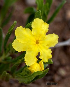 Fringed Puccoon