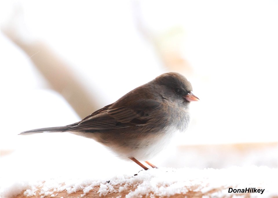 Slate-colored Dark-eyed Junco photo