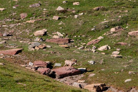 Bighorn Sheep