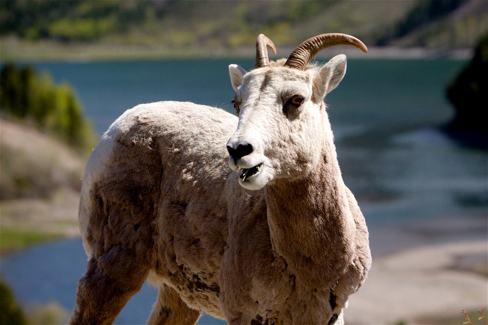 Bighorn Sheep at Glacier National Park