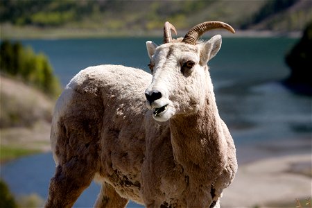 Bighorn Sheep at Glacier National Park