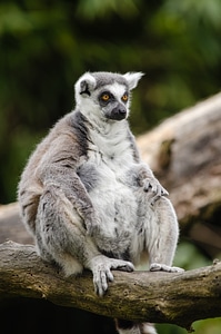 Ring-tailed lemur sitting on a tree. Madagascar photo