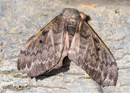 Pandora Pinemoth