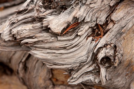 Yellowstone Texture