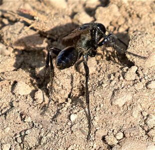 Thread-waisted Wasps photo