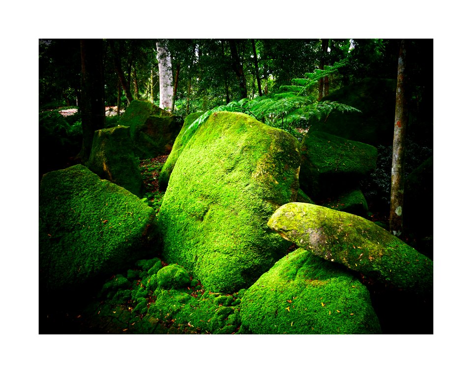 Moss rocks photo