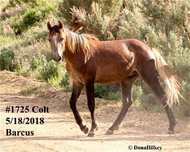 1725-colt-18may2018-Barcus-web
