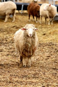 Sawkill Farm Sheep