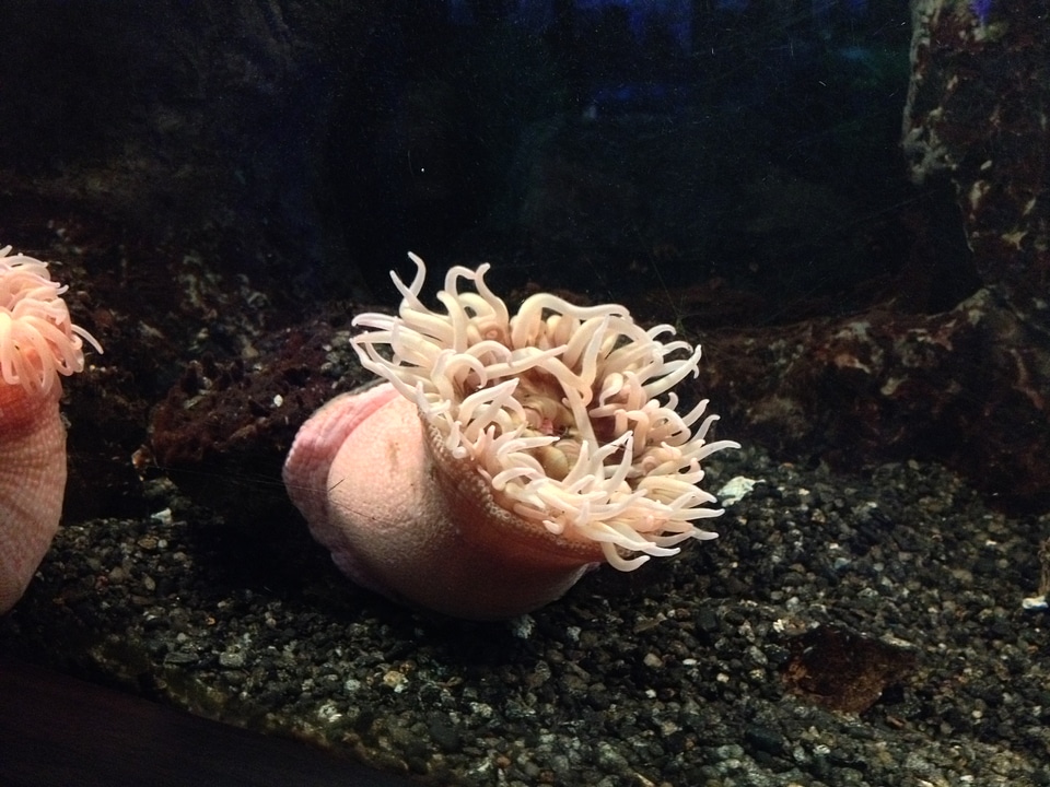 Sea anemone in the Aquarium