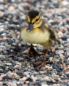 mallard-chick-20-june2020-Hwy-40.jpg2