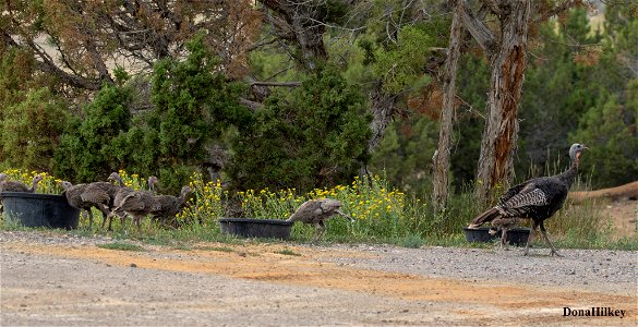 WITU-chickx-4aug2020-Barbs-1