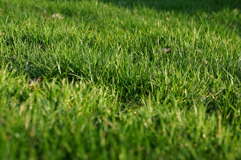 spring grass in sun light