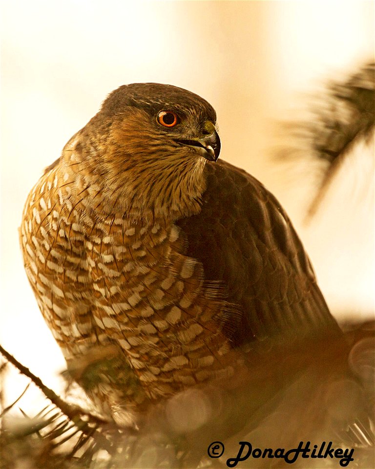 Sharp-shinned Hawk