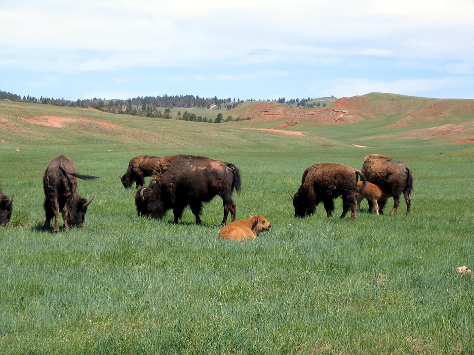 Bison herd in spring with calf