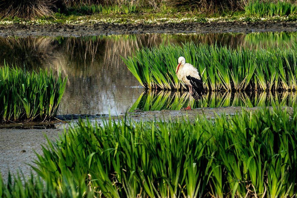 26-03-2021 Aiguamolls de l' Empordà