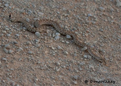 Midget Faded Rattlesnake photo