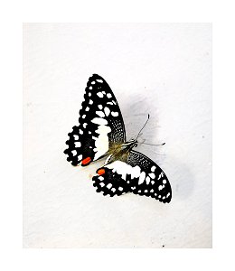 Butterfly on the wall