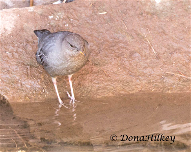 American Dipper
