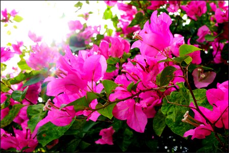 Bougainvillea blooming in the sunlight