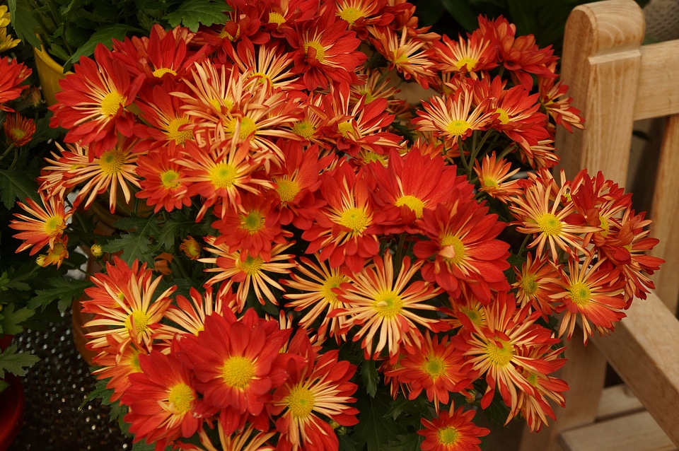 Red Daisy Flower Isolated