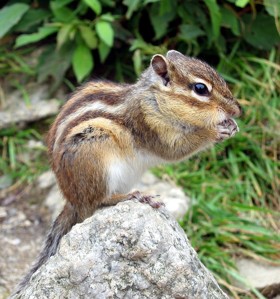 Young Eastern Fox squirrel