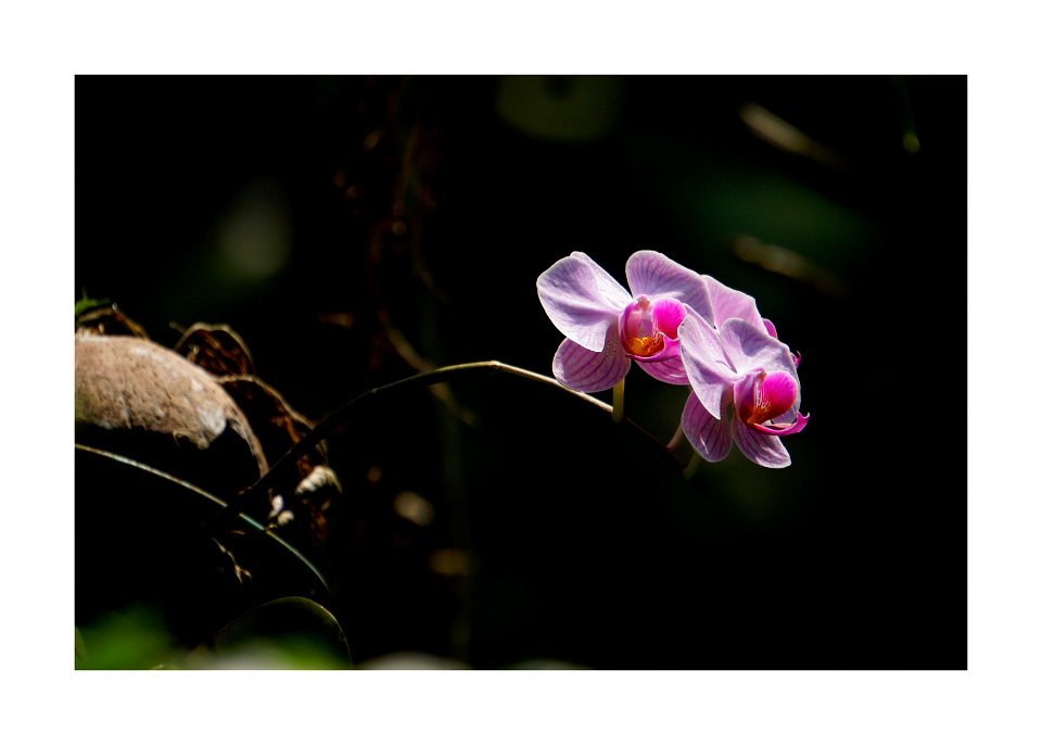 Orchid photo