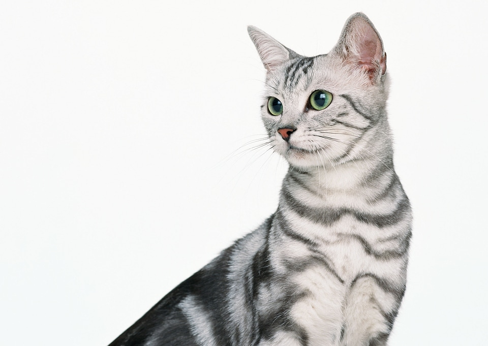 little kitten on white background