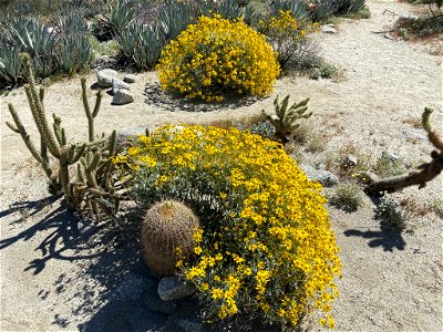 Wildflowers at Anza Borrego in CA