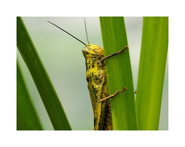 Patience, Grasshopper photo