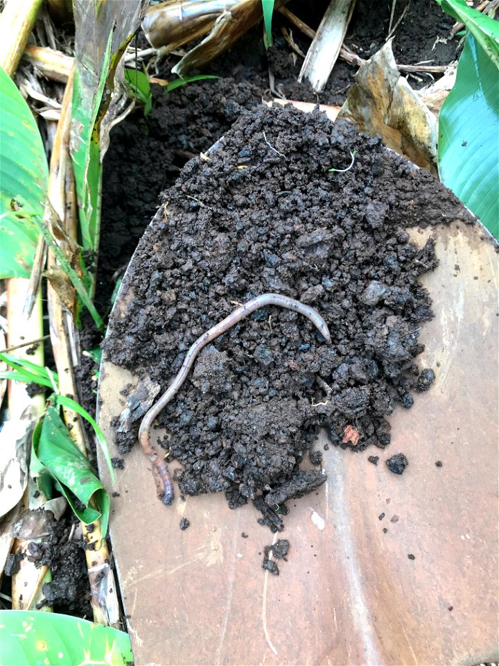 Granular Soil Aggregates and Earthworm
