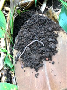 Granular Soil Aggregates and Earthworm photo